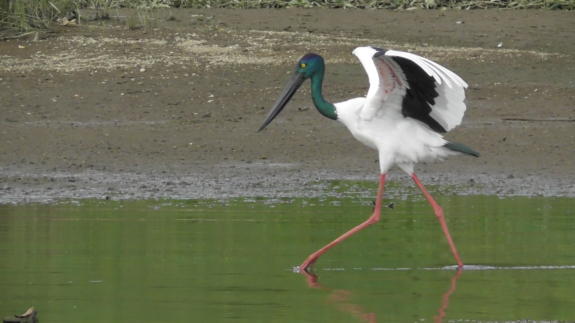 daintree crocodile tours
