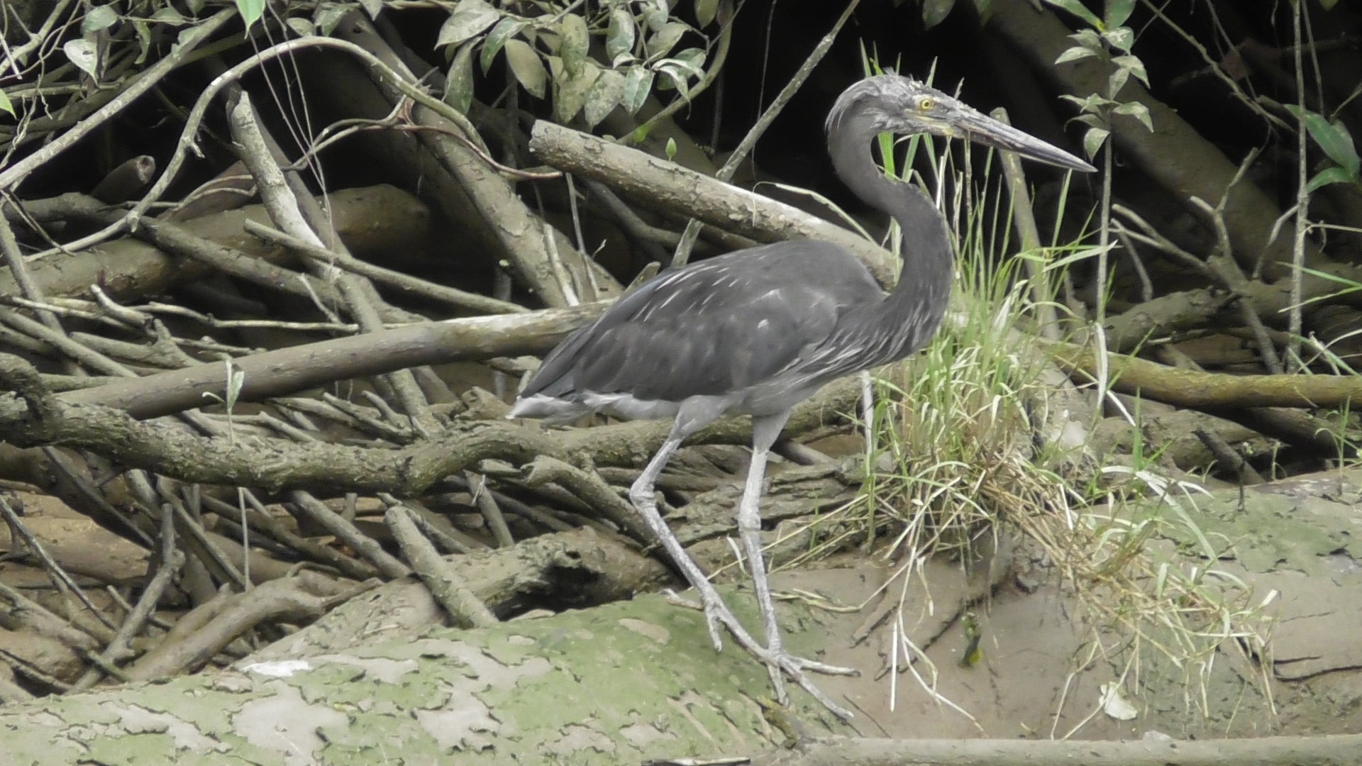 daintree river cruises