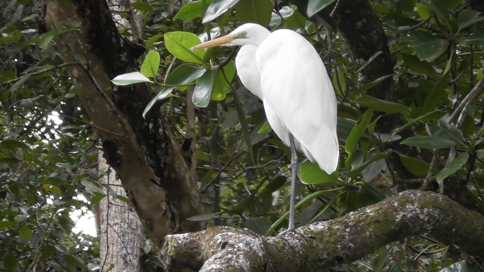 daintree river tours