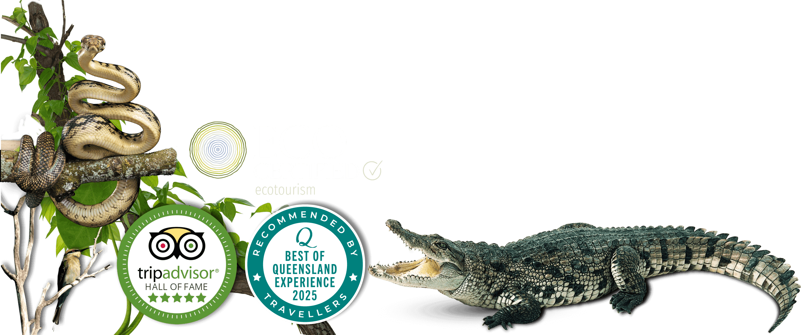 daintree cruises for crocodiles